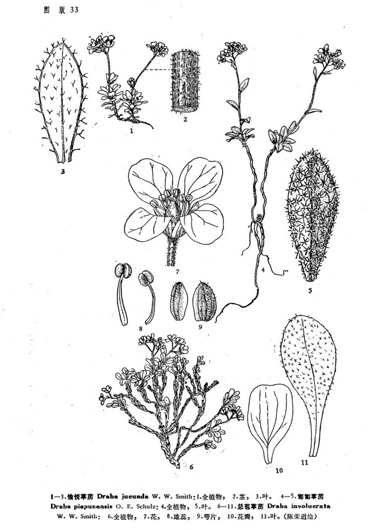 总苞葶苈图册_360百科