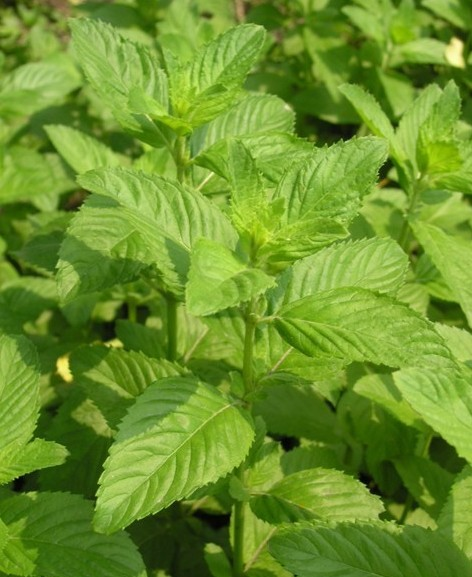 香苏草图册_360百科