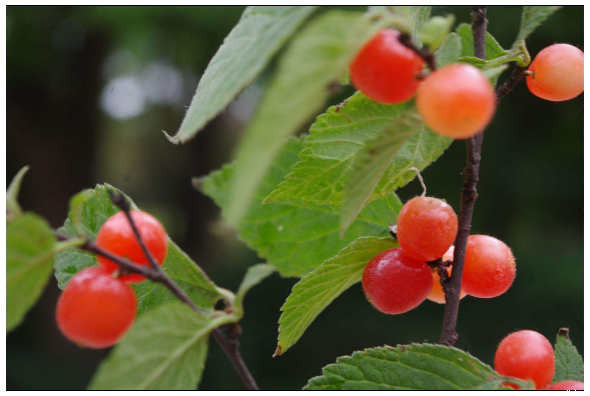 毛樱桃图册_360百科