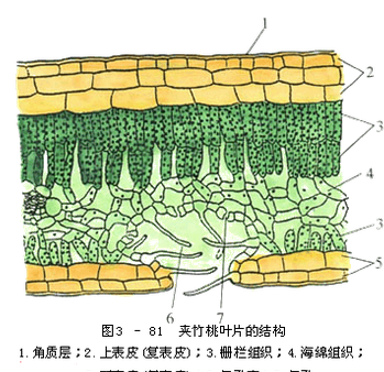 上表皮图册_360百科
