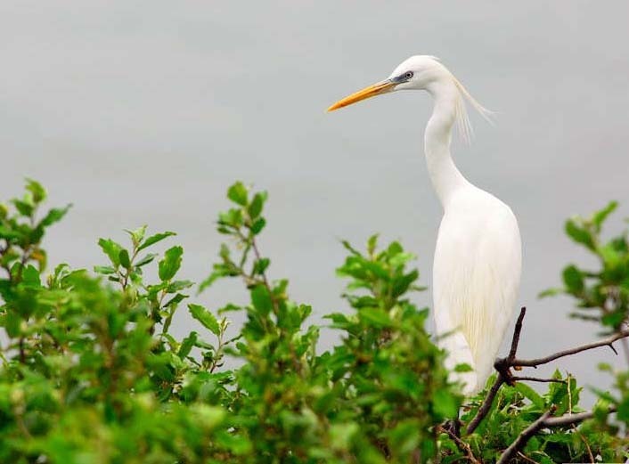 白鹭 egret-1702039_960_720.jpg