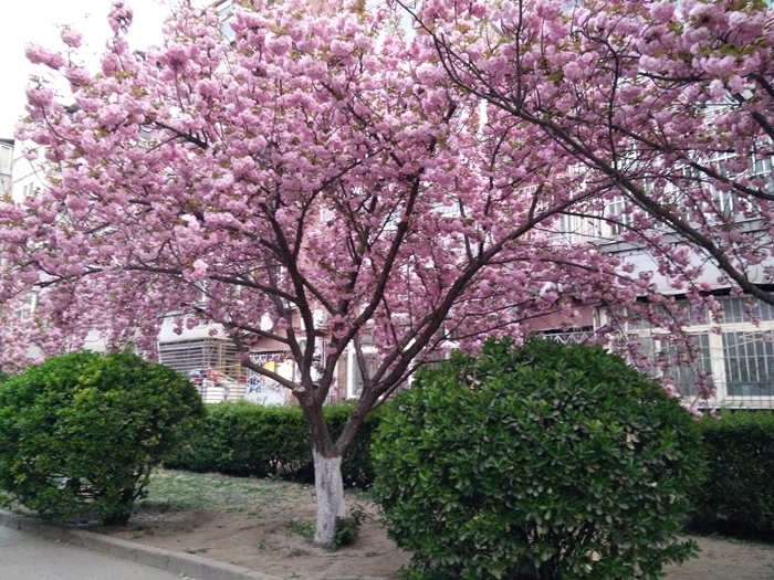 樱花树图册_360百科