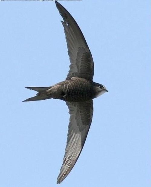 雨燕直播足球免费高清无插件畅享全球赛事实时转播体验