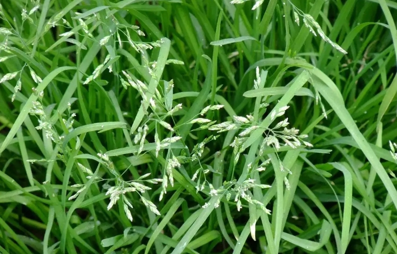 高羊茅图册_360百科