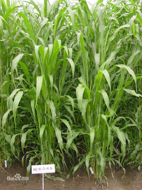 苏丹草样子是怎么样