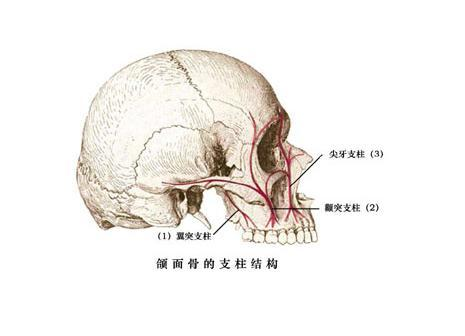 颧突图册_360百科