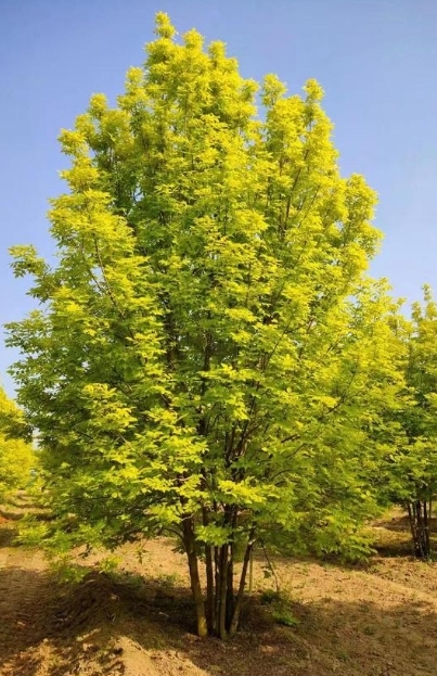 白蜡图册_360百科