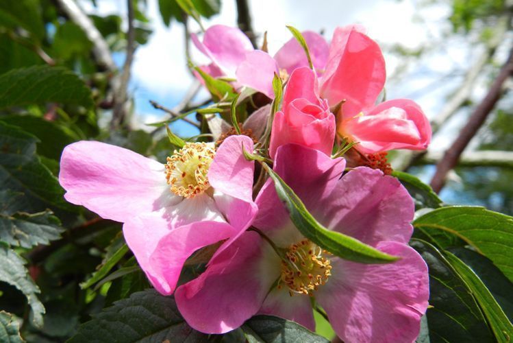 刺梗蔷薇图册_360百科