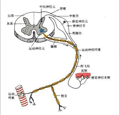 神经组织图册_360百科