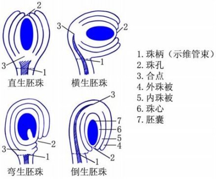 特立中央胎座图册_360百科