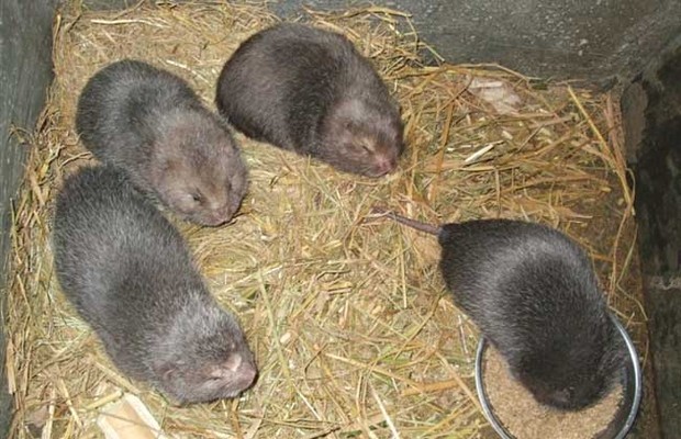 野生竹鼠養殖技術