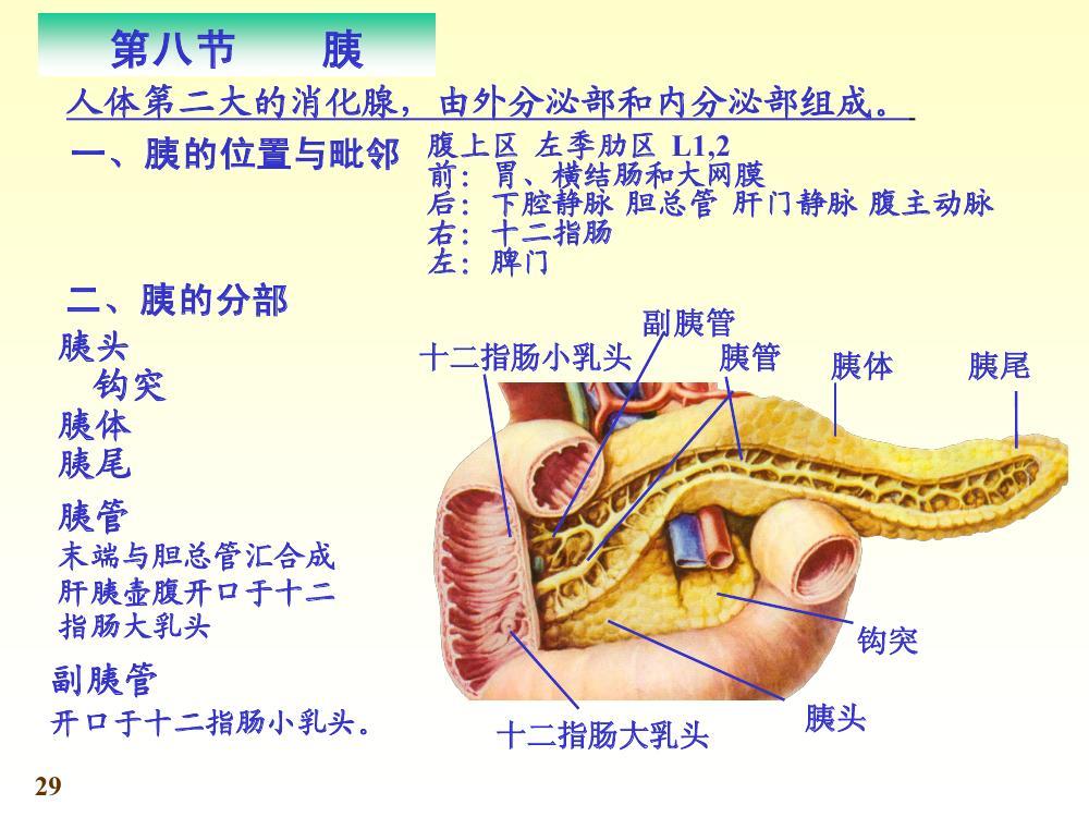 胰图册_360百科