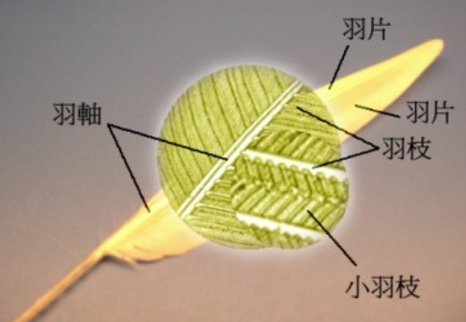 绒羽图册_360百科