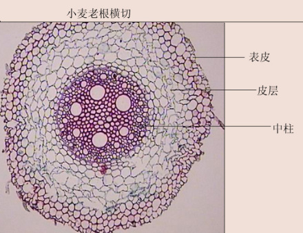 根(植物的六大器官之一)_360百科