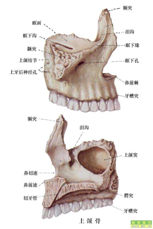上颌骨图册_360百科