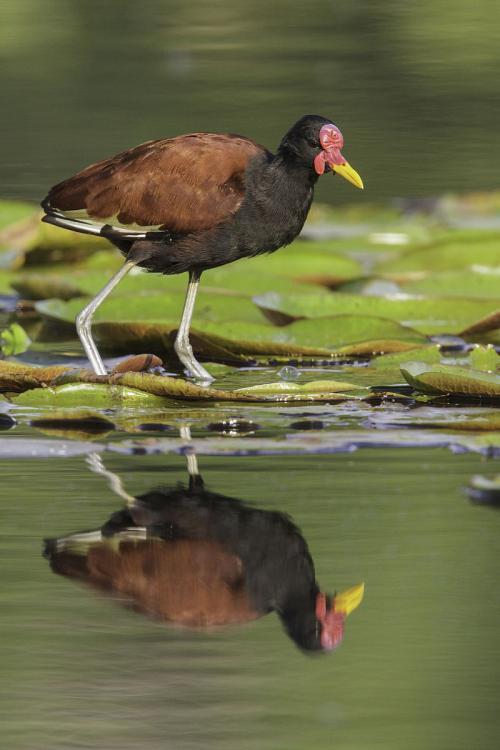 肉垂水雉图册_360百科