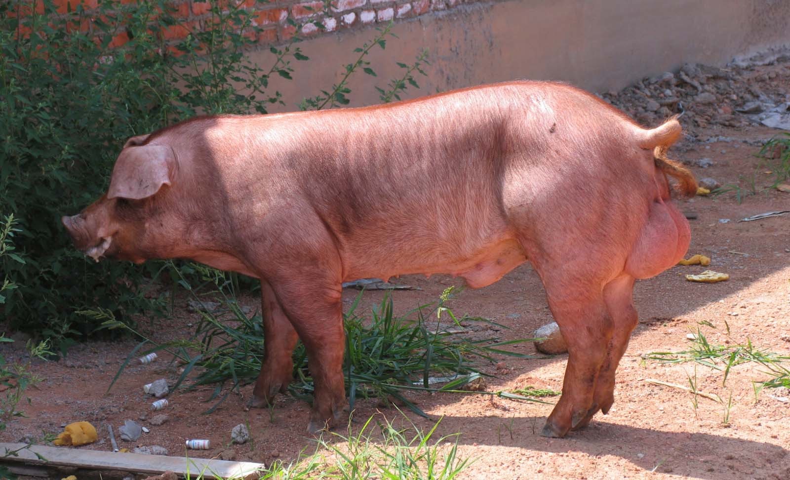 杜洛克公猪 新美系杜洛克公猪 台系杜洛克种猪 原种杜洛克种公猪-阿里巴巴