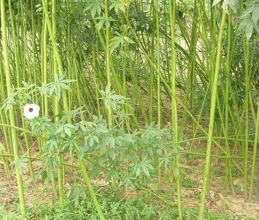 槿麻图册_360百科