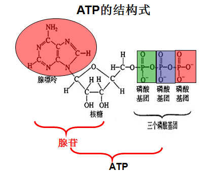 atp图册_360百科