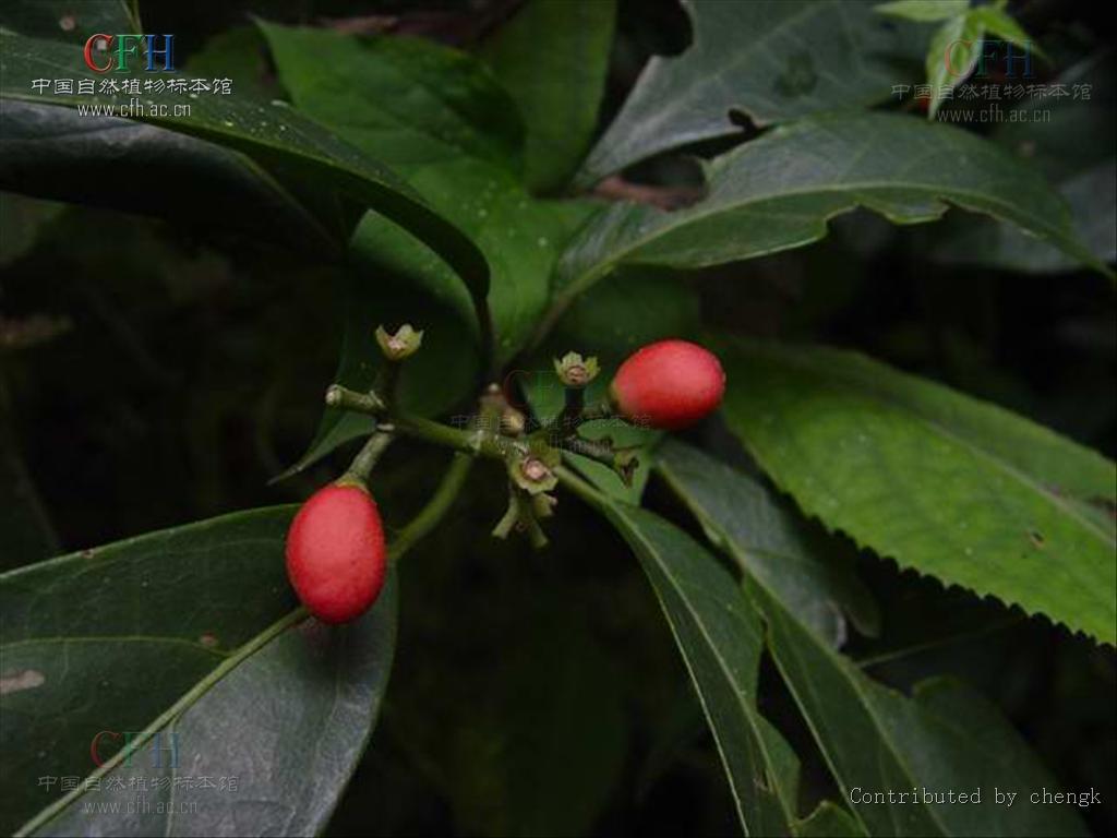 马比木图册_360百科