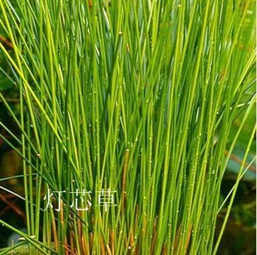 灯心草图册_360百科