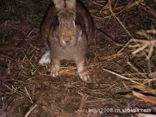 数字福建实探：当AI进入车间无人机华体会- 华体会体育官网- 华体会体育APP下载飞向林海｜一线