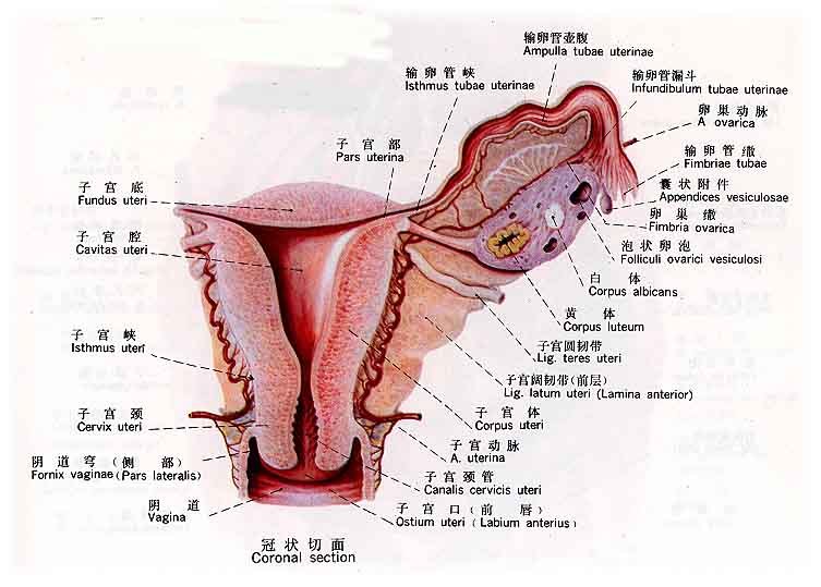 子宫韧带图解剖图图片