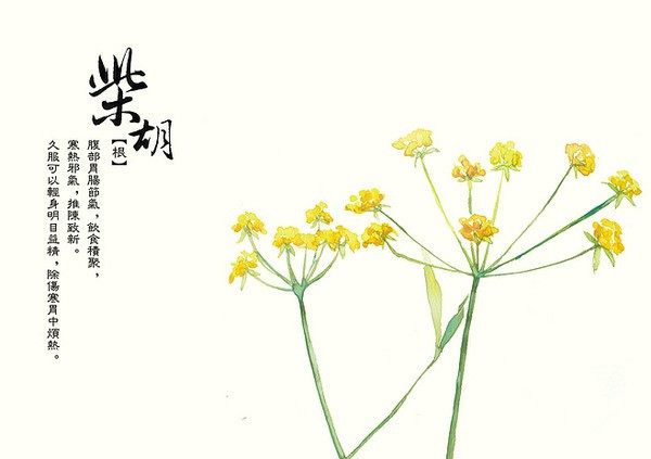 柴胡(中药名称)_360百科
