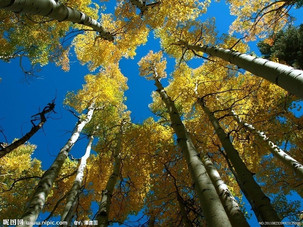 白杨(杨柳科(Salicaceae)杨属(Populus)植物的通称)_360百科