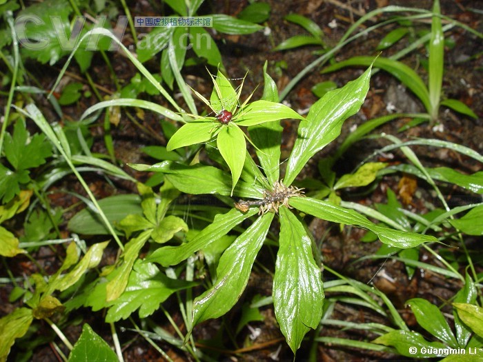 重楼(中医草药)_360百科
