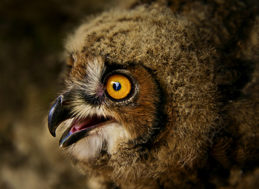 雕鸮图册_360百科