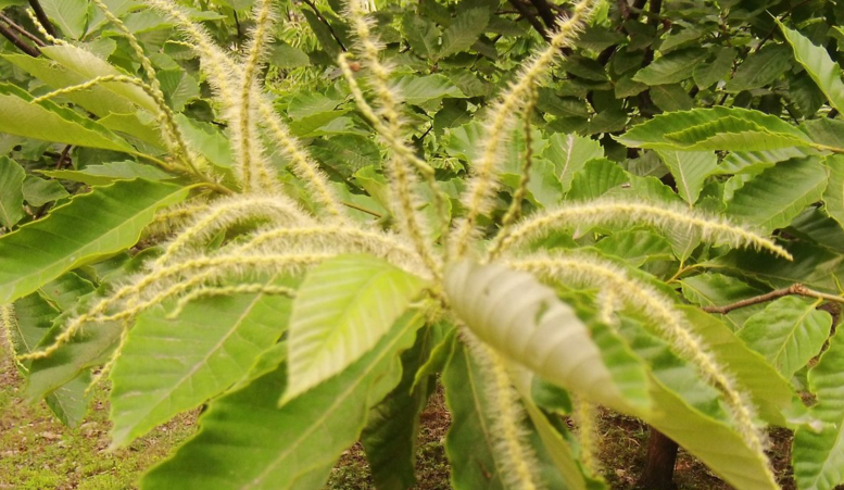 栗子花_360百科