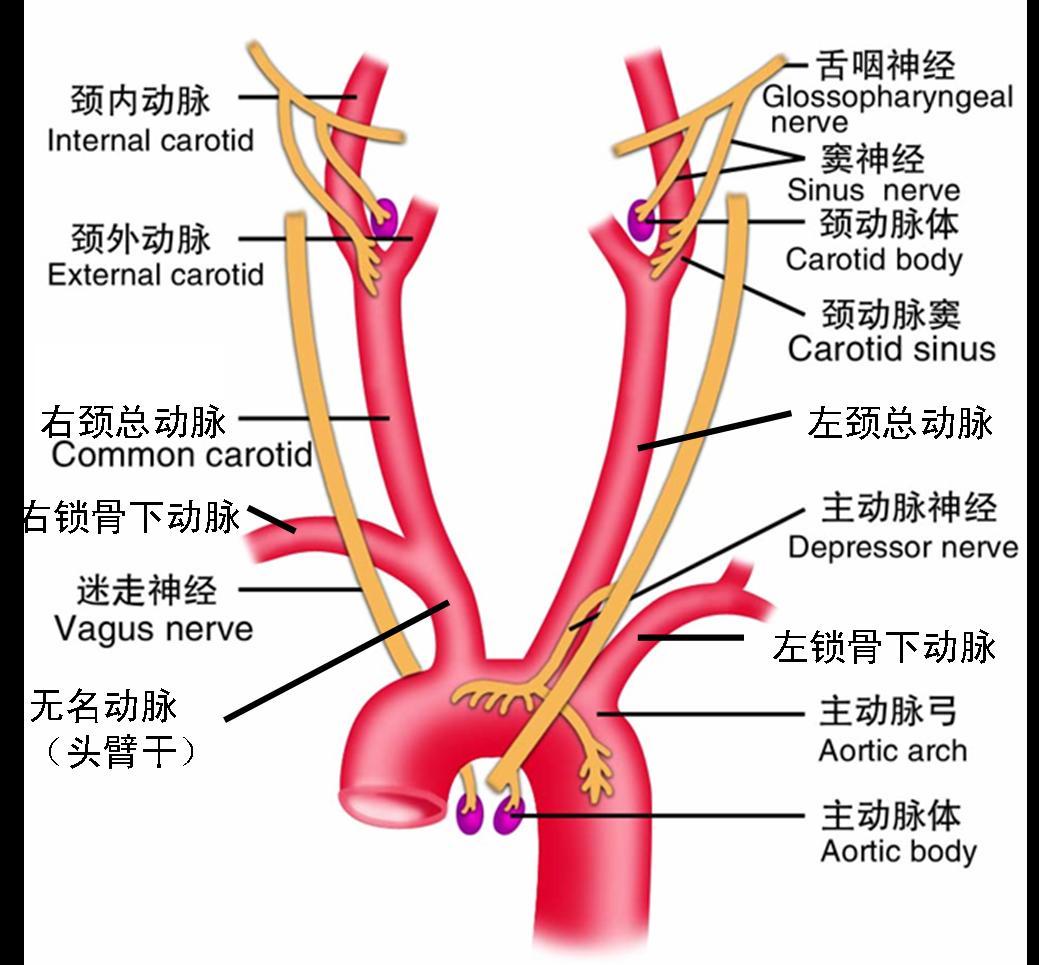 无名动脉分叉处位置图图片