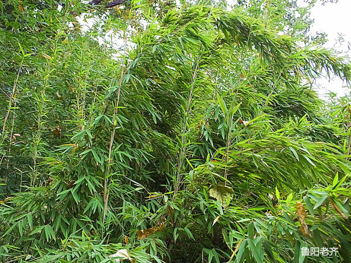 arrowbamboo图册_360百科