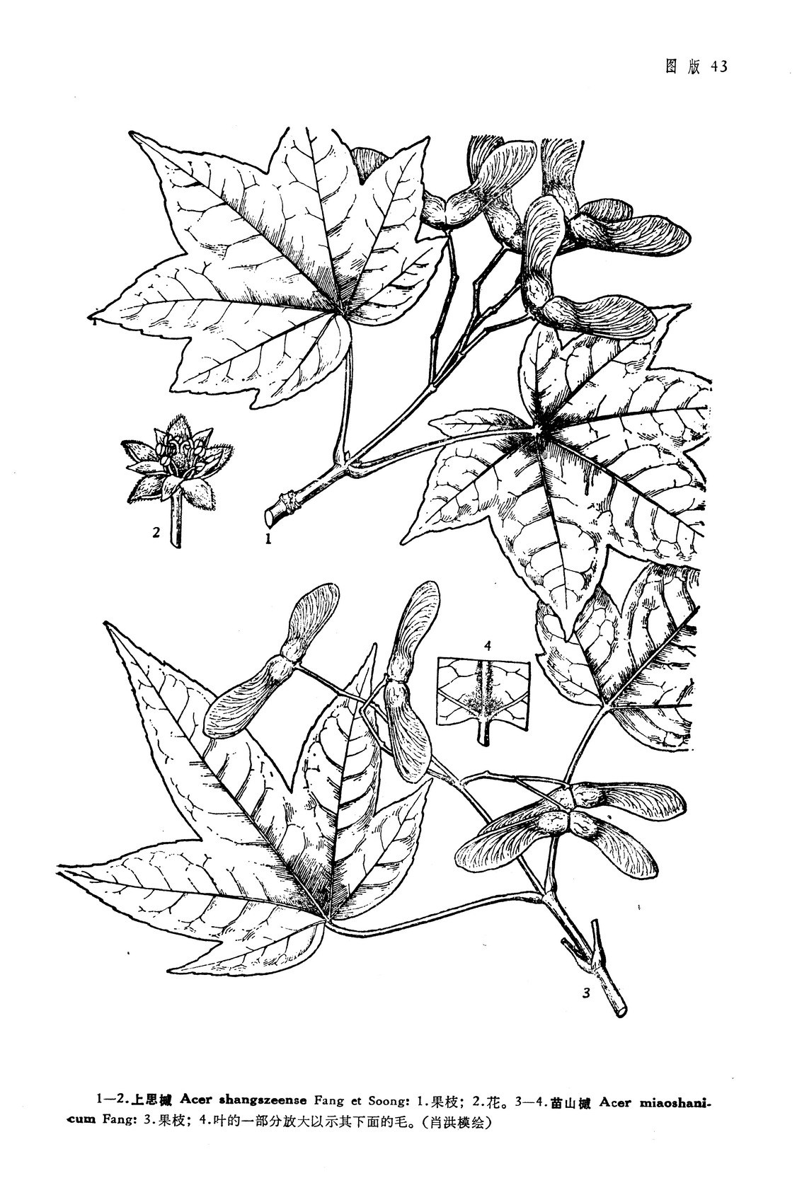 安福槭图册_360百科