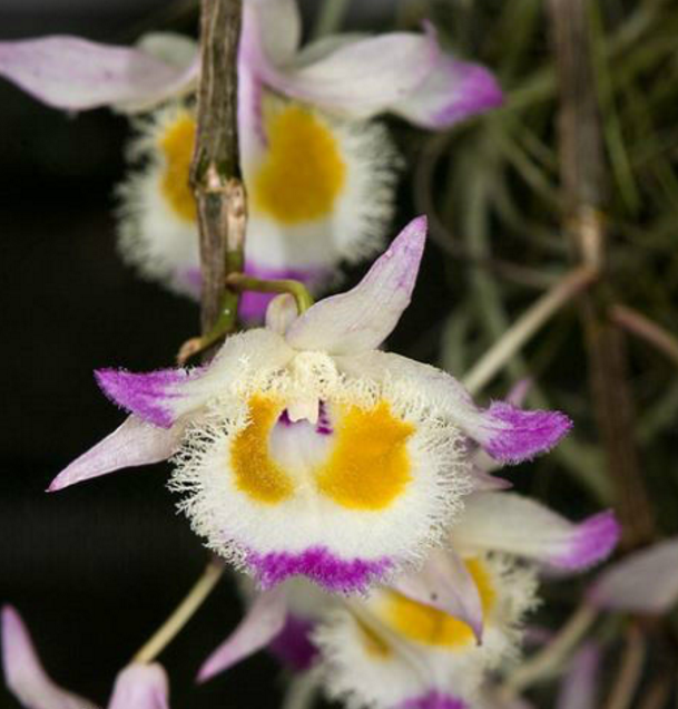 齿瓣石斛图册_360百科