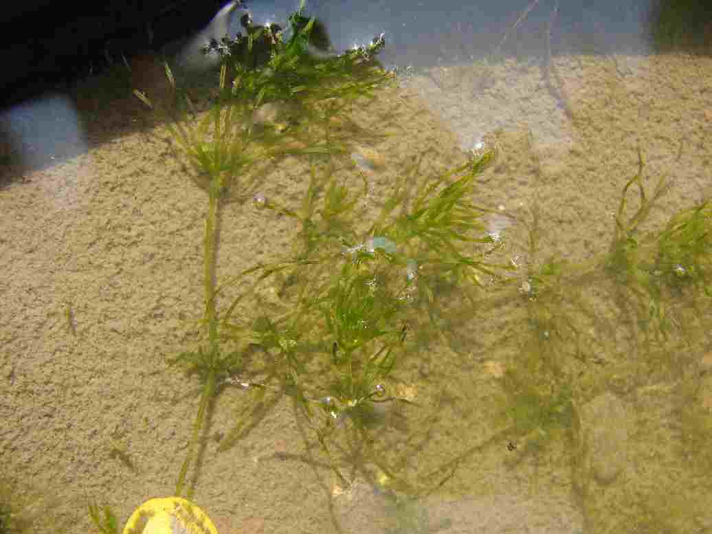 轮藻属图册_360百科