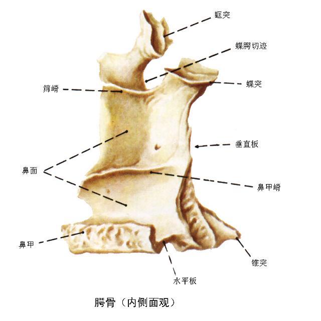 颚骨图册