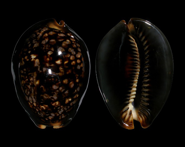 龟甲宝螺图册_360百科