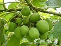 桐子图册_360百科