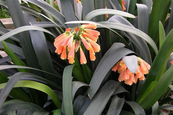 垂笑君子兰图册_360百科