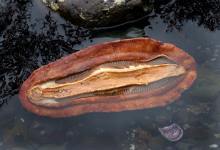 外套膜图册_360百科