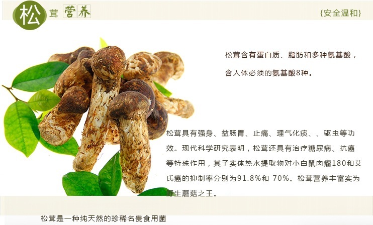 松菌图册_360百科