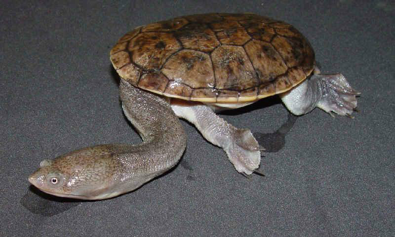 蛇颈龟科图册_360百科