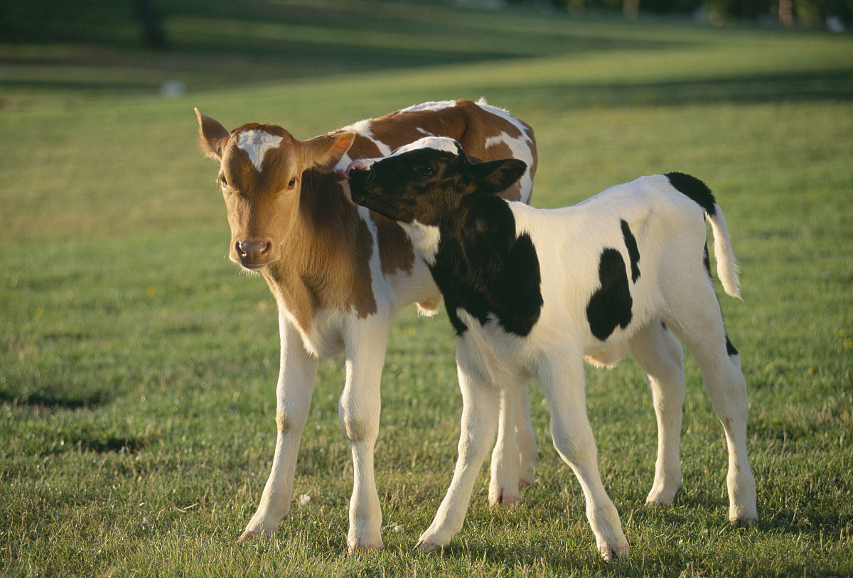 农村的母牛带着刚出生的小牛犊高清摄影大图-千库网