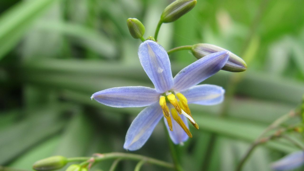 桔梗兰图册_360百科