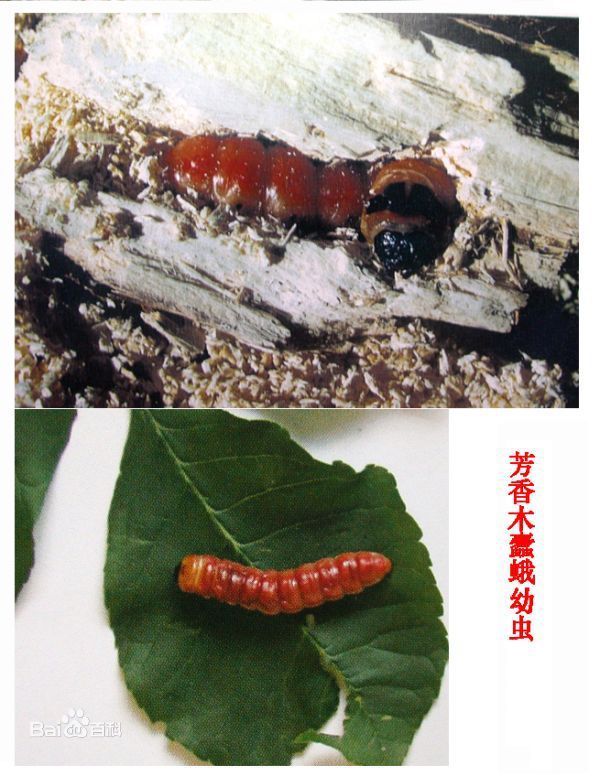 这是白蜡上面的虫子 请问是什么虫子?怎么治?