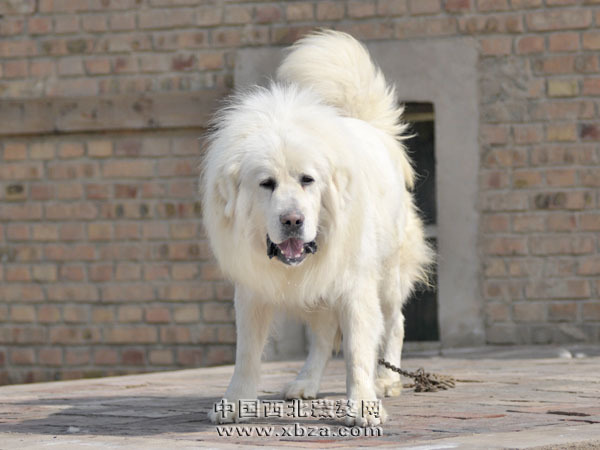雪獒图册_360百科