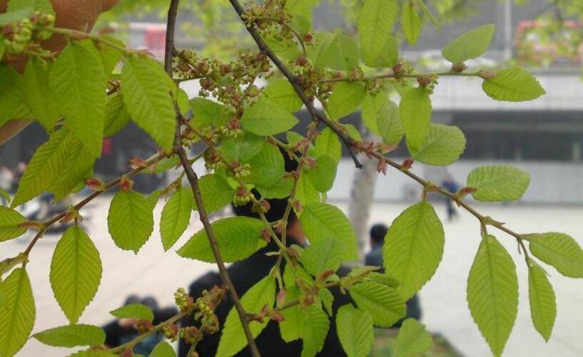 榉树_360百科