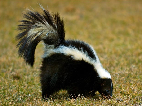 有什么动物是黑白条纹的_360问答